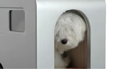 音乐短片 - Rich Dog Kennel Is What Kind Of Luxury