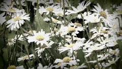 音乐短片 - Five Variants of Dives & Lazarus