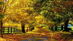 音乐短片 - РЯБИНА авт Людмила Огнева