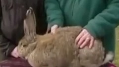 音乐短片 - 异常大的动物