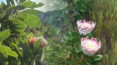 音乐短片 - Mountains of Mourne