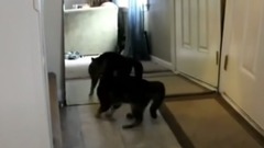 音乐短片 - Кішки не визнати себе в дзеркало!