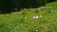 音乐短片 - 春花恋