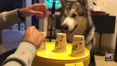 音乐短片 - 阿拉斯加雪橇犬