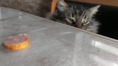 音乐短片 - Kocie sumienie vs Apetyt