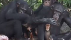 音乐短片 - Кормление подопытных шимпанзе, брошенных исследовательским центром на пустынном острове в Либерии