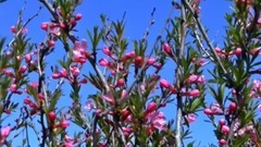 音乐短片 - 柳絮飞