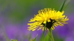 音乐短片 - Туманы