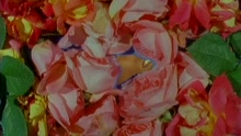 Warm Love (Video)