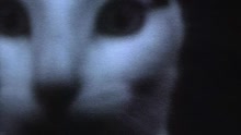 The Wedding Present - Go-Go Dancer (Video)