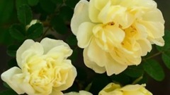 音乐短片 - 花  梦