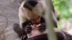 音乐短片 - Мова тварин