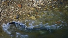 音乐短片 - Fire And Fury 2.07