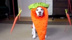 音乐短片 - A Dog Dressed Than You Imagine