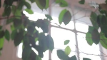 #StudioZoo Highlights - Intro to the Zoo