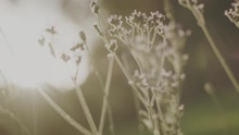 Taylor Henderson - Borrow My Heart
