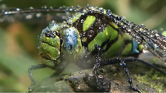 音乐短片 - 蜻蜓之舞