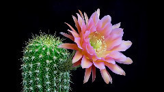 音乐短片 - 对花