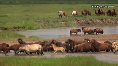 音乐短片 - 原野牧歌