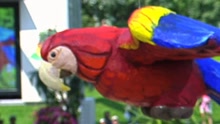 Traenen