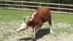 音乐短片 - Корів є набагато більш