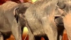 音乐短片 - Как красные панды весело