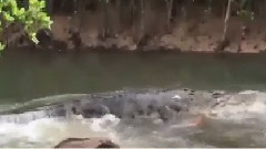 音乐短片 - Крокодил виходить від річки і отримує обличчям до обличчя з рибалки