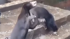 音乐短片 - 印尼动物园 饥饿的熊乞求食物