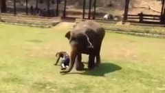 音乐短片 - 照顾大象的人被打 大象反应是令人兴奋