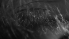 欧美群星 - Clair Obscur