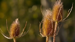 音乐短片 - 纯净的大自然