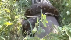 音乐短片 - Giant Anaconda Vs Jaguar, Vs Lion Vs Sambar Great Python Vs Lion Real Fight Part 2