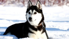 音乐短片 - 10 самых сильных собак в мире! Кузница Фактов