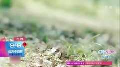 Angelababy - 孤芳不自赏剧透36