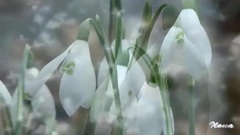 音乐短片 - 神秘园Secret Garden Adagio