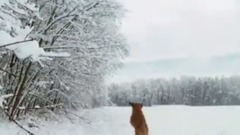 群星 - 下雪