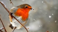 音乐短片 - 自由