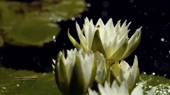 音乐短片 - Ocarina Blue