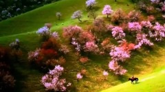 音乐短片 - 在那遥远的地方