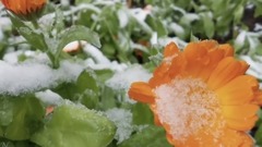 音乐短片 - 神秘园Secret Garden Adagio