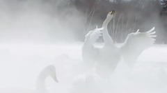 音乐短片 - Secret Garden. Swan