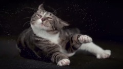 音乐短片 - SHAKE CATS