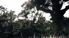 音乐短片 - 神秘之地