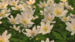 音乐短片 - Strange Waltz