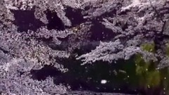 风景,音乐短片 - 唯一色彩  唯美樱花漫天飞舞