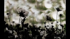 音乐短片 - If I Could Fall in Love