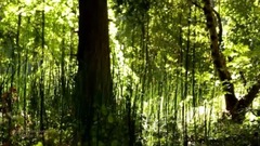 音乐短片 - 永恒的爱(Stamatis Spanoudakis)