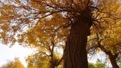 音乐短片 - 胡杨与歌声