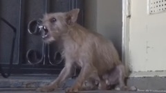 音乐短片 - How To Melt A heart Of Injured Wang Xing People