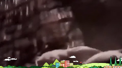 音乐短片 - 狂野动物大世界